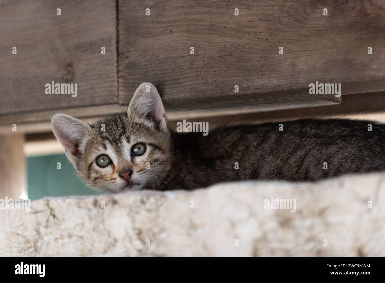 Il piccolo gattino a strisce di tigre grigio trova rifugio in cima a un muro di pietra sotto una trave di legno. Foto Stock