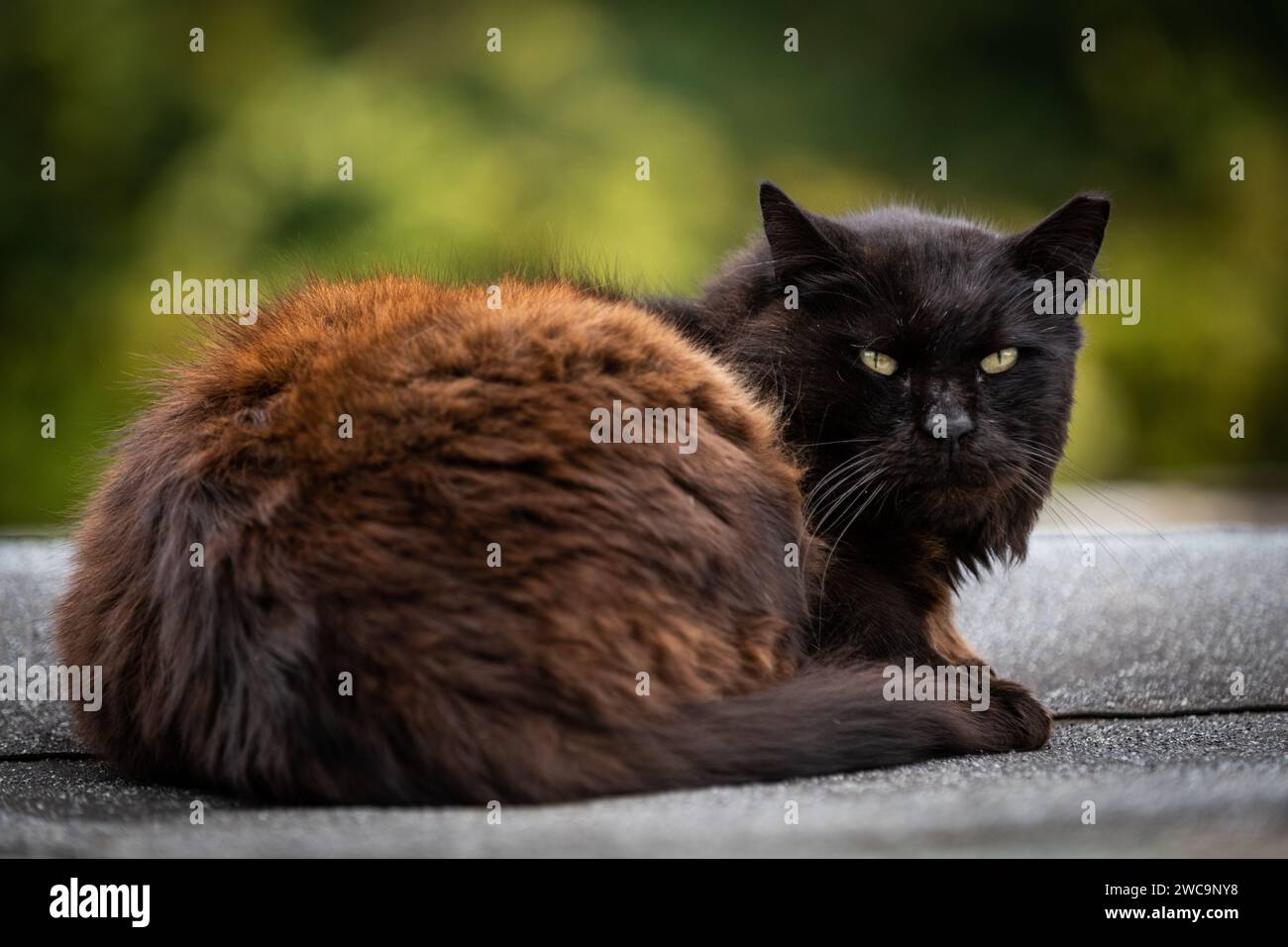 Un gatto selvatico di strada marrone e nero, dai capelli lunghi, si siede in posizione eretta su una parete di pietra al sole del mattino. Foto Stock
