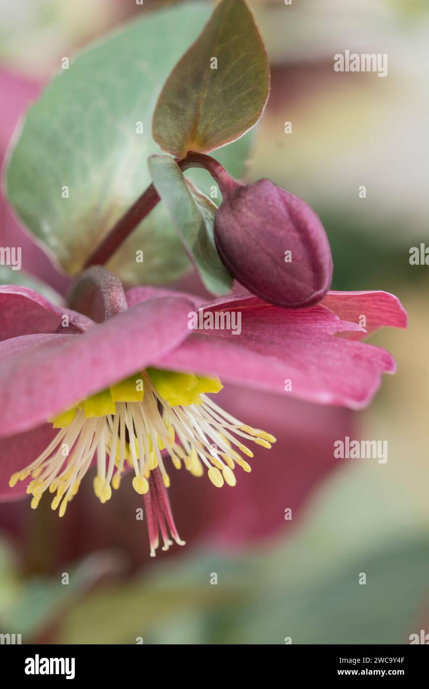 Rosa natalizia fiore di Heleborus, rosa quaresimale, piede di orso, primo piano del fiore rosso che mostra steli gialli Foto Stock