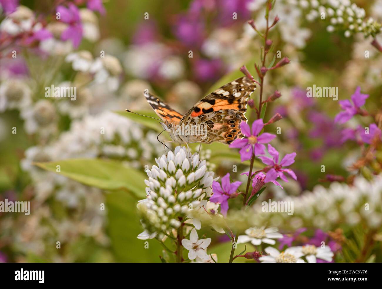 Dipinta Lady Vanessa cardui, che si nutre di nettare dai fiori al confine con il giardino, North Yorkshire, agosto. Foto Stock