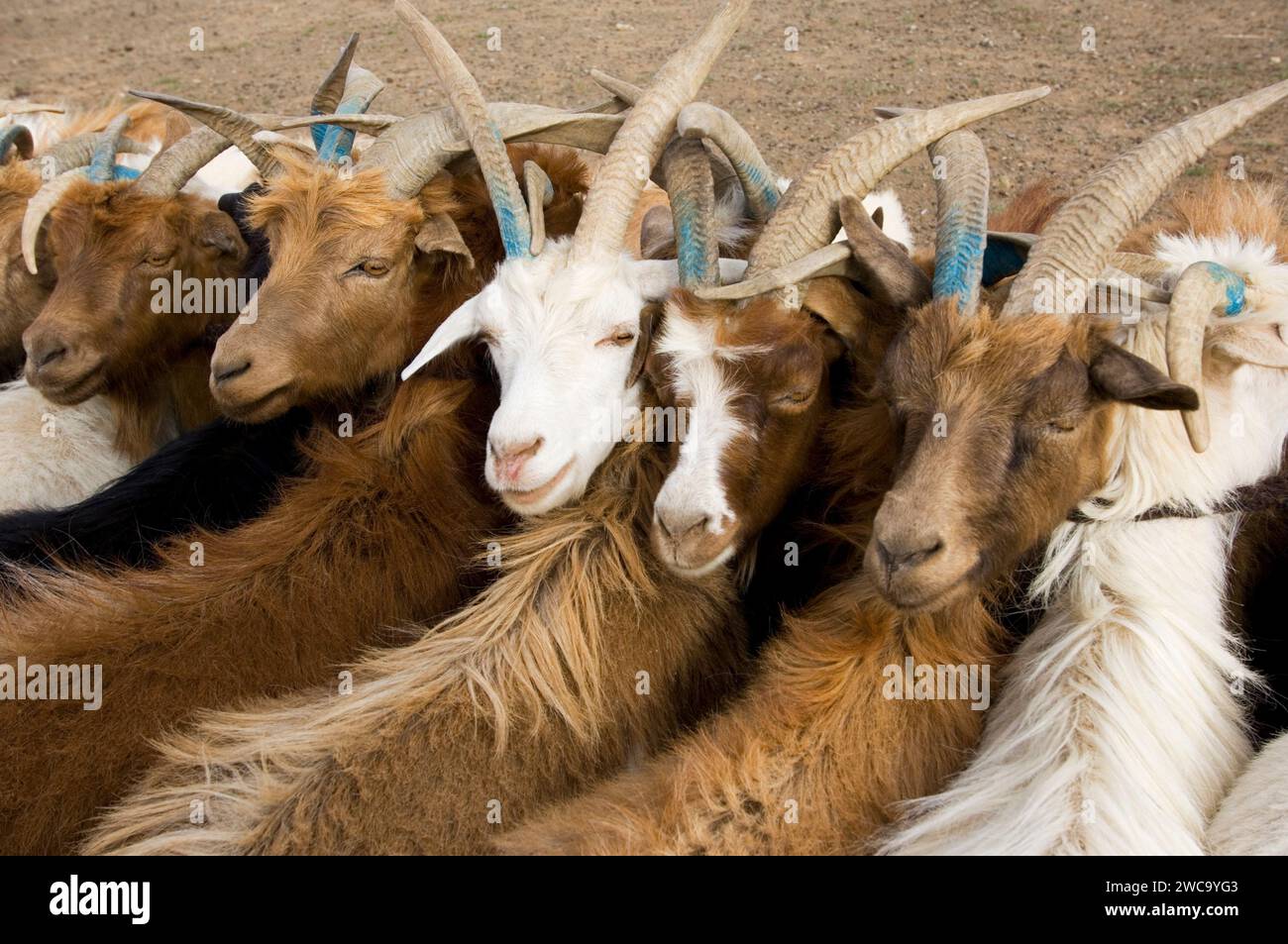 Pastori mongoli, Gobi Foto Stock