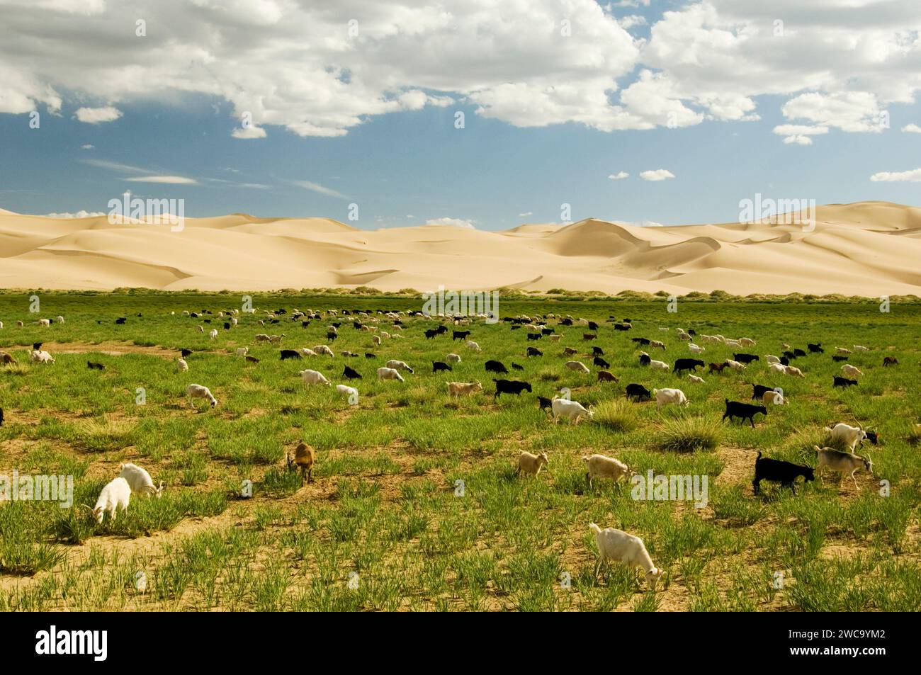 Khongoryn Els dune di sabbia, Gobi National Park, Mongolia Foto Stock