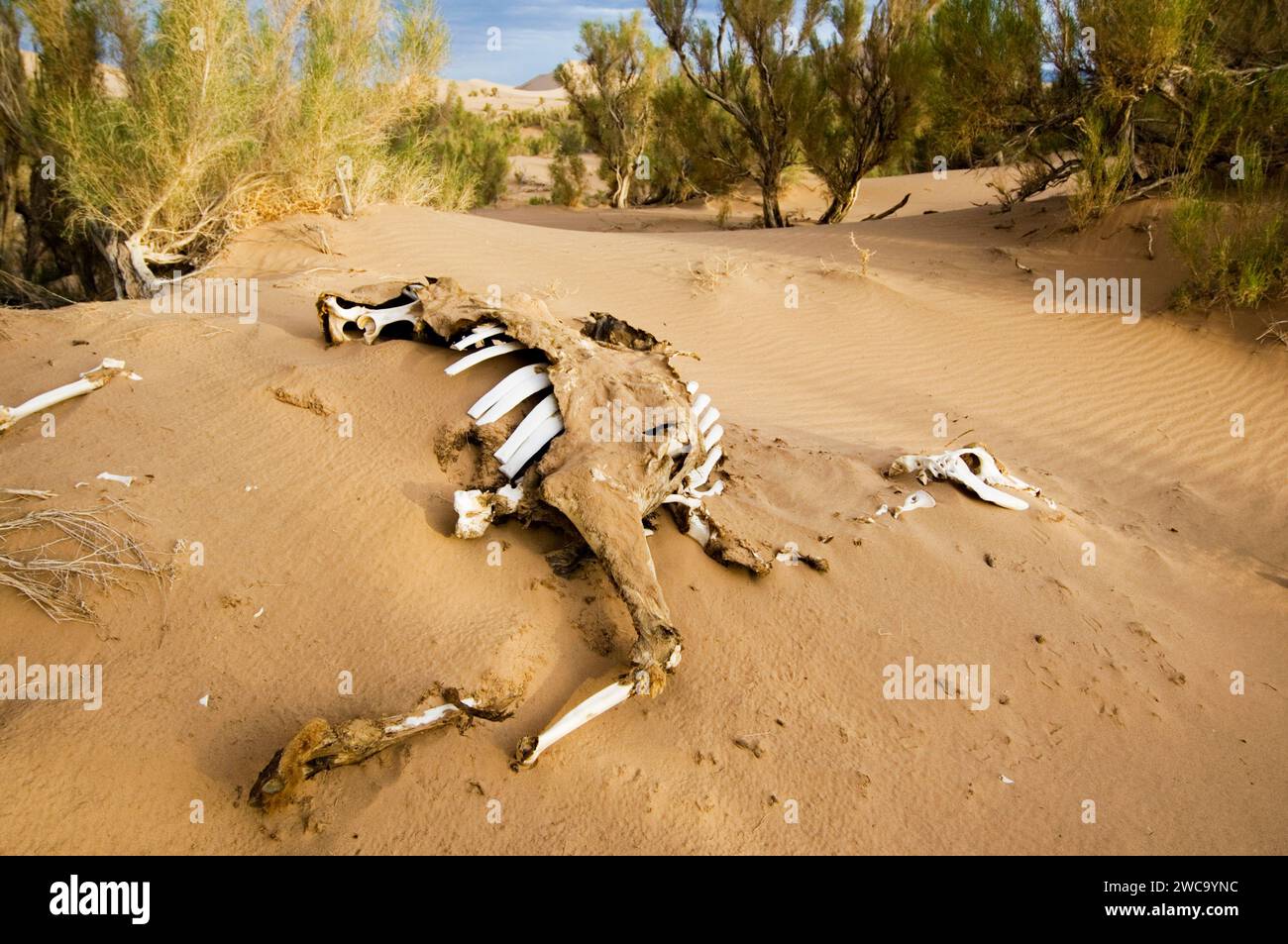 Scheletro di cammello battriano, Gobi Foto Stock