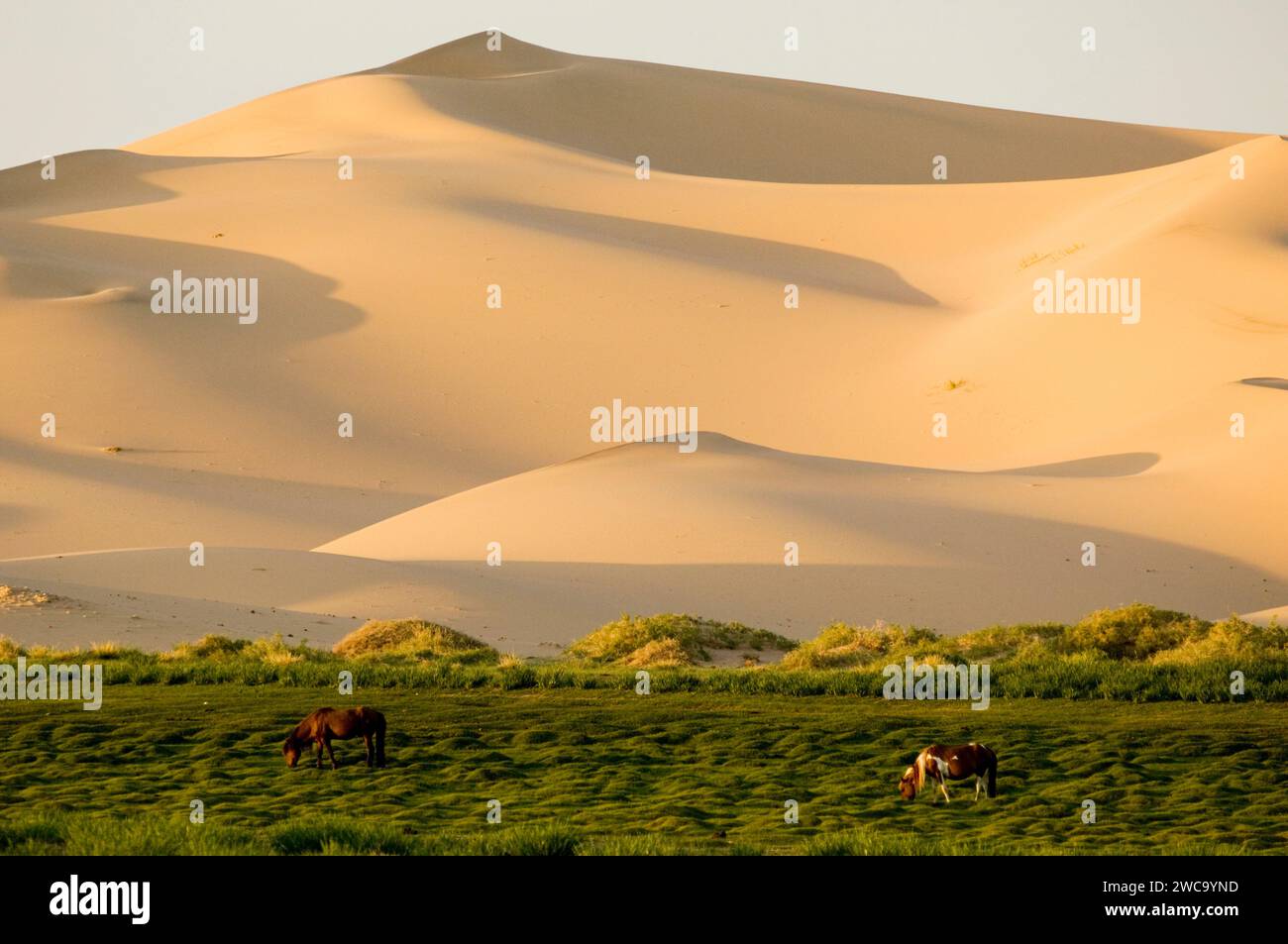 Khongoryn Els dune di sabbia, Gobi National Park, Mongolia Foto Stock