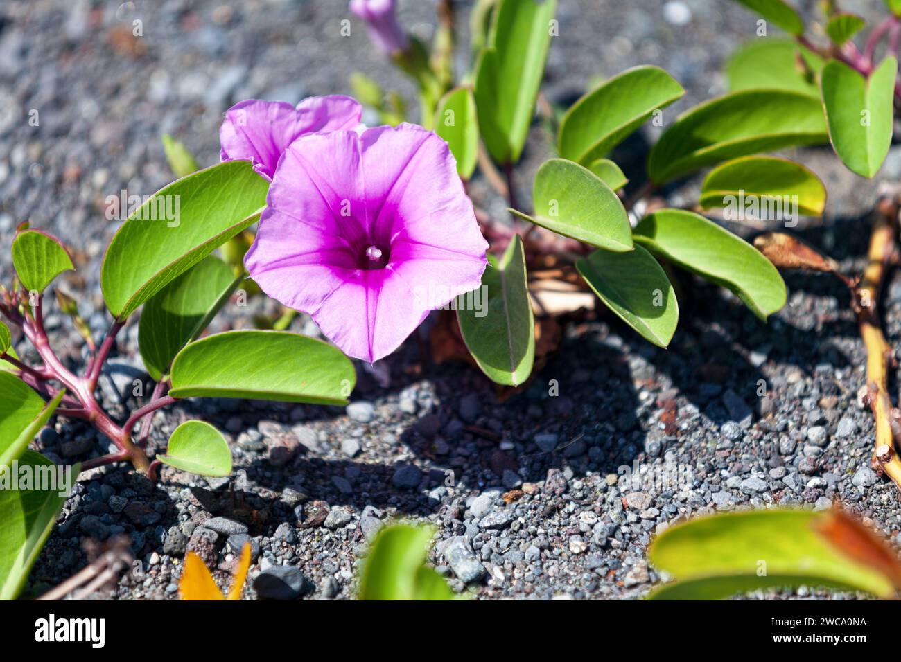 Ipomoea pes-caprae, nota anche come bayhops, gloria mattutina sulla spiaggia o piede di capra, è una comune vite pantropicale strisciante appartenente alla famiglia Convolvul Foto Stock