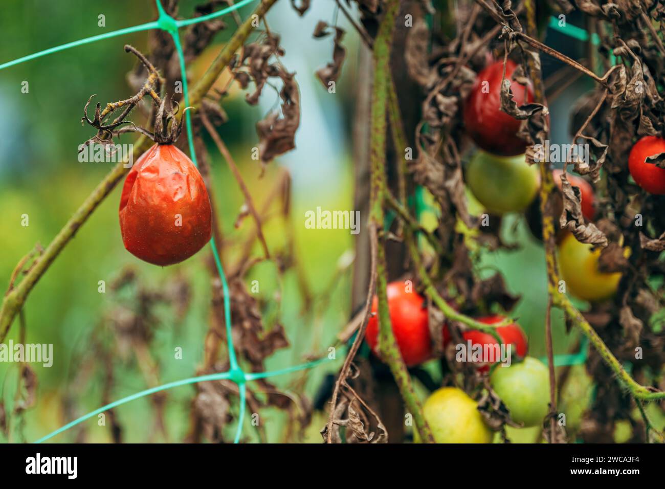 Pomodori rossi troppo maturi in giardino biologico, messa a fuoco selettiva Foto Stock