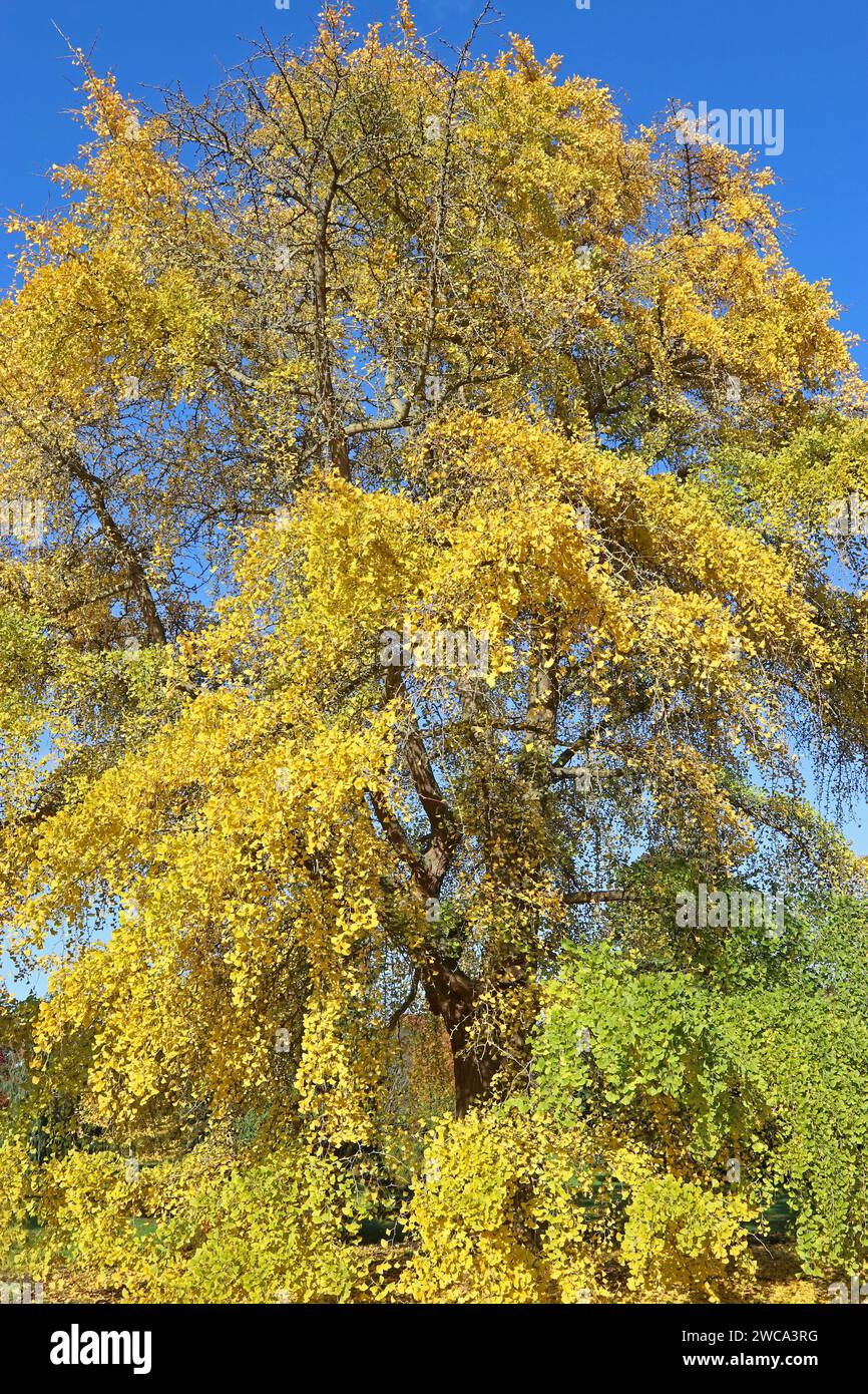 Magnifico albero di Maidenhair giallo-oro maturo (Ginkgo Biloba) contro il cielo blu, caratterizzato da foglie autunnali a ventaglio a due lobi. Novembre, Inghilterra Foto Stock