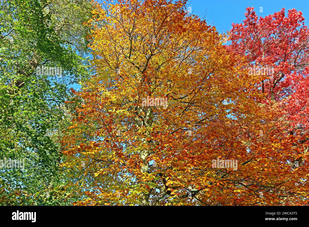 Un trio di colorati alberi autunnali: Quercia scarlatta (Quercus coccinea) Faggio orientale (Fagus Orientalis) e lime comune (Tilia X europaea). Novembre, Regno Unito Foto Stock