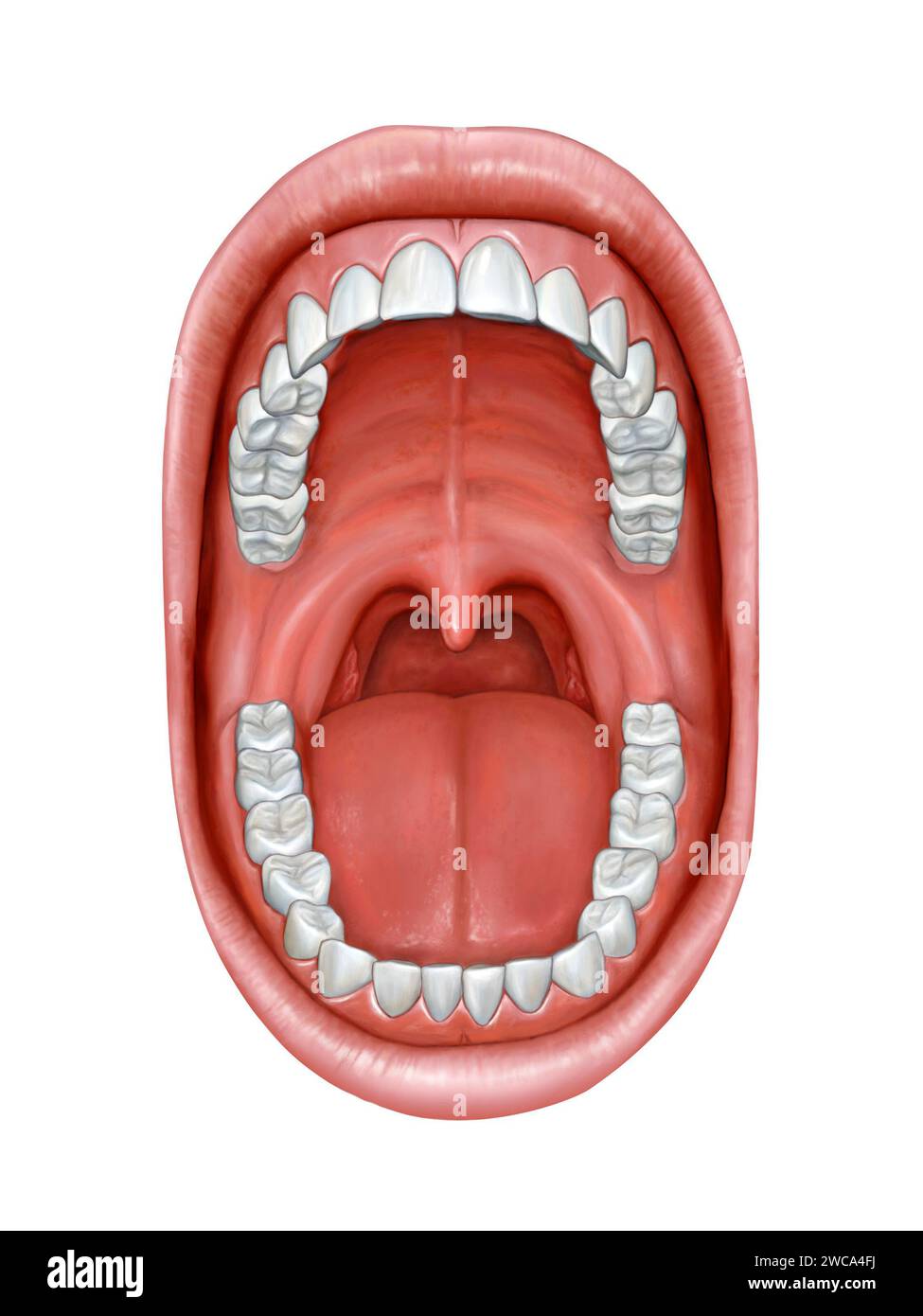 Anatomia della bocca. Illustrazione digitale. Foto Stock