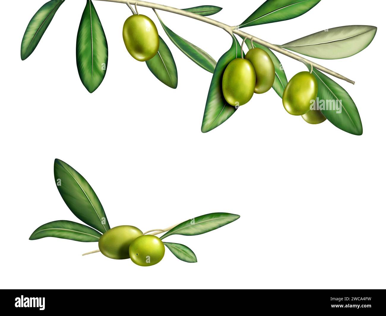 Diverse olive su un ramo. Illustrazione digitale, tracciato di ritaglio incluso. Foto Stock