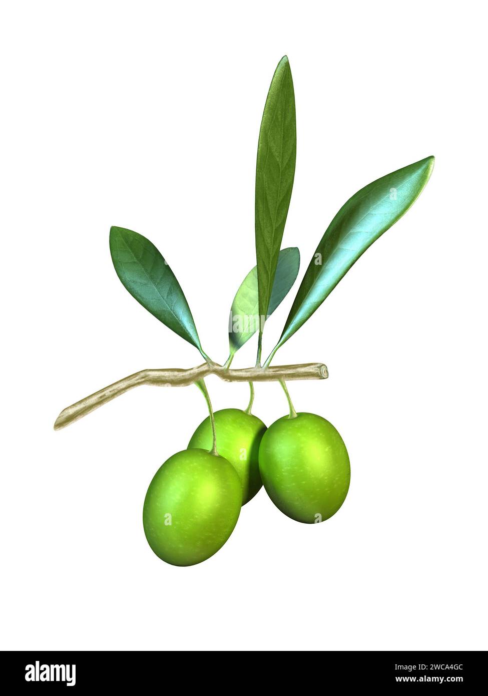 Frutta di oliva e foglie su un ramo. Illustrazione digitale. Foto Stock