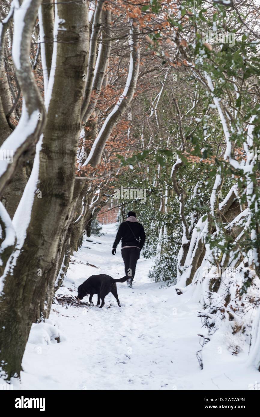 Meteo UK Aberdeen, Scozia, Regno Unito. 15 gennaio 2024. Dog Walker in Cults Woods with heavy Snow, Aberdeen Scotland Credit Paul Glendell Credit: Paul Glendell/Alamy Live News Foto Stock