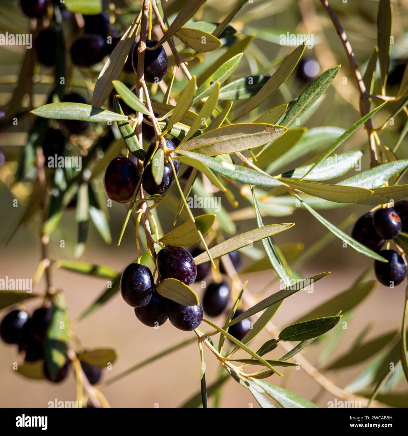 Olive nere sulla filiale, Olea europaea Foto Stock