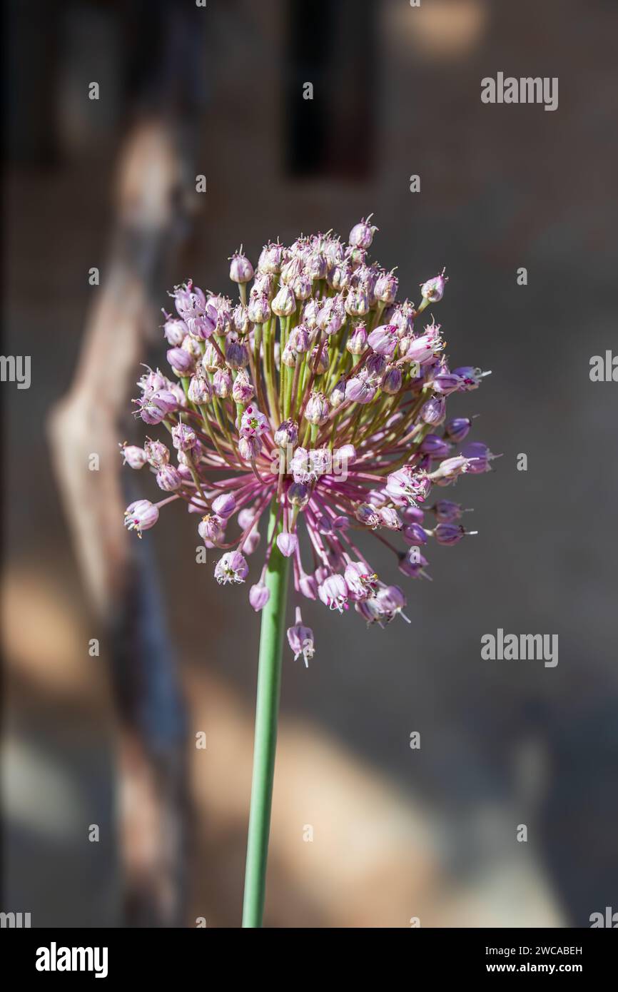 Allium ampeloprasum, Wild Leek Flower Head Foto Stock