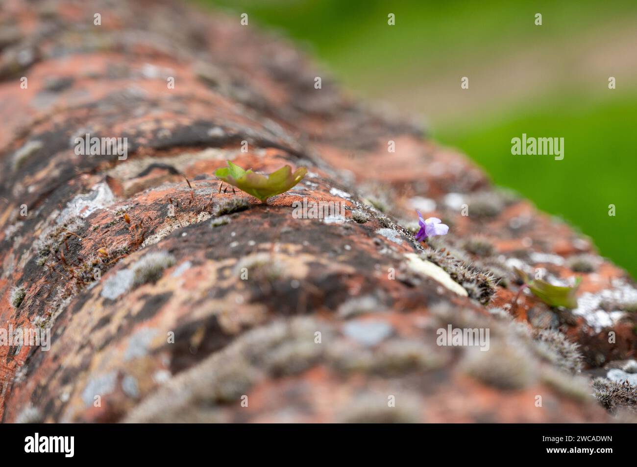 Piccolo fiore viola che cresce da una crepa in un vecchio muro di mattoni Foto Stock