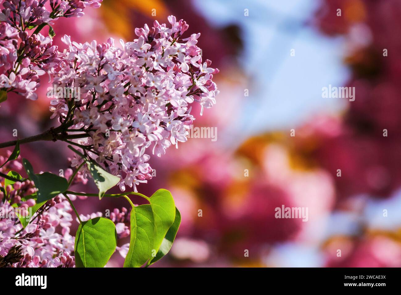 il lilla sboccia di fronte a uno sfondo sfocato di sakura. ramo della siringa viola alla luce del mattino. la primavera è arrivata Foto Stock