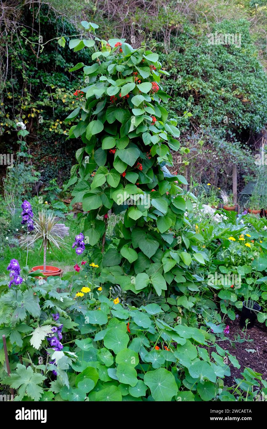 Vista verticale dei fagioli da arrampicata con fiori rossi che fioriscono in un piccolo orto rurale del Galles UK KATHY DEWITT Foto Stock