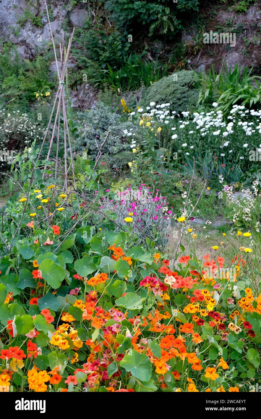 Vista verticale dei nasturitum arancioni e rossi, whie gaura, lychnis rosa, fioritura in un piccolo giardino e roccia in Galles UK KATHY DEWITT Foto Stock