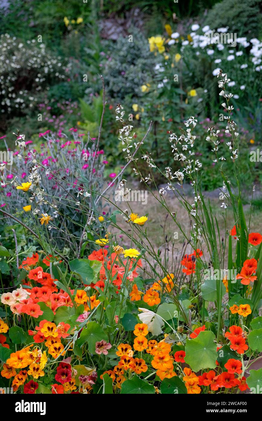 Vista verticale dei nasturitum arancioni e rossi, whie gaura, lychnis rosa, fioritura in un piccolo giardino e roccia in Galles UK KATHY DEWITT Foto Stock