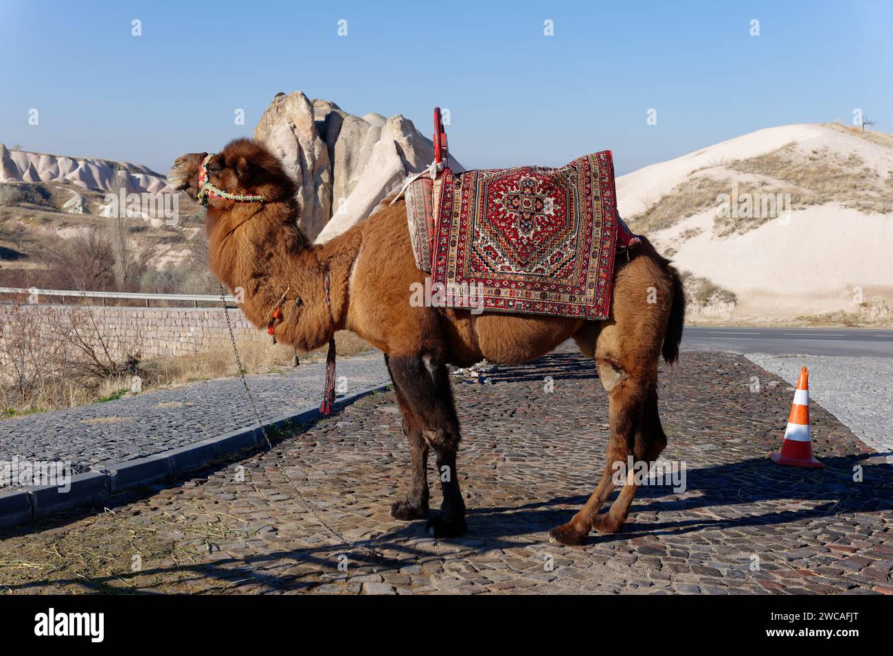 Un cammello sul lato della strada in Cappadocia, Turchia. Giro in cammello, una delle tante esperienze in Cappadocia Foto Stock