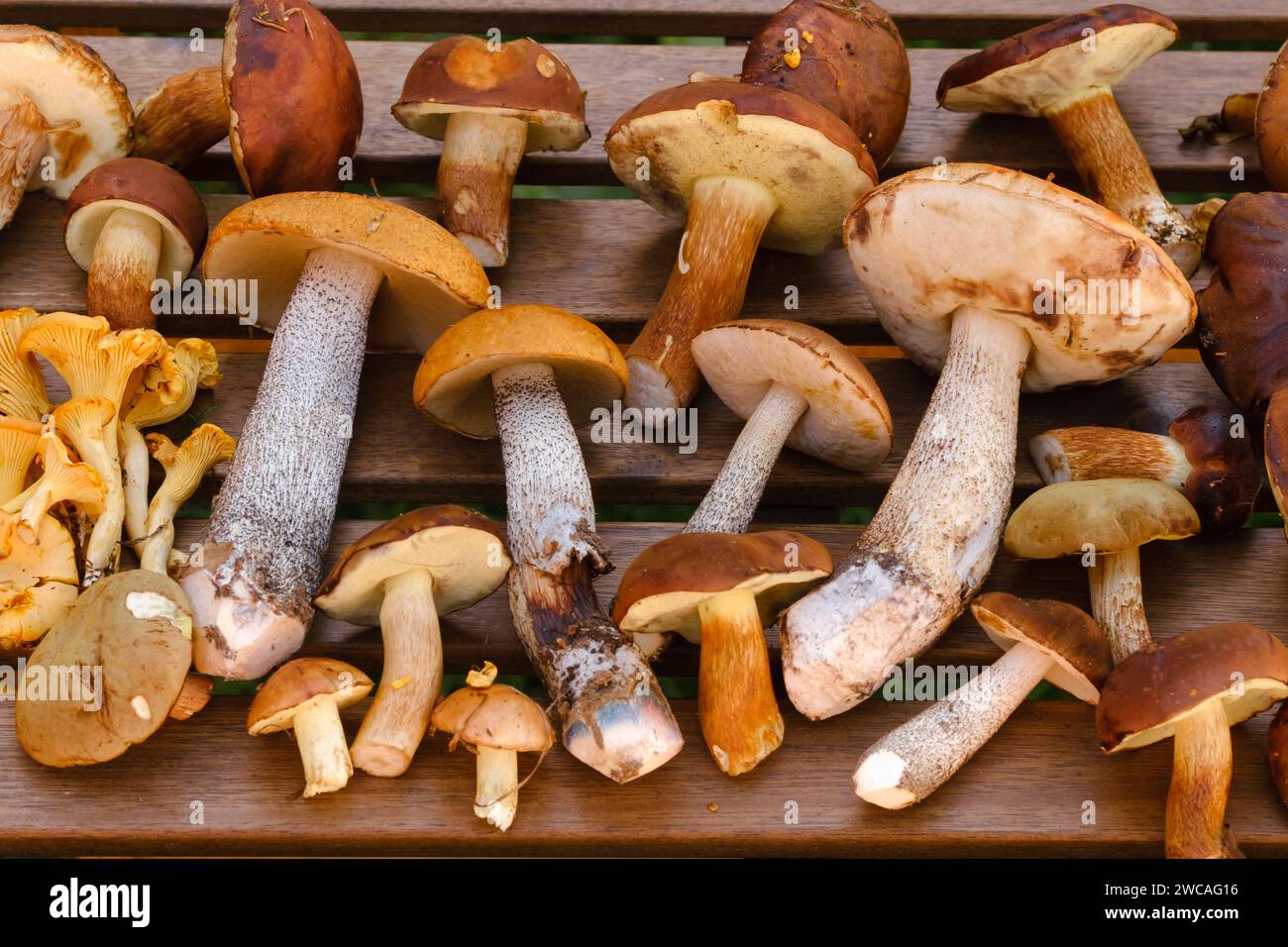 Ci sono molti funghi selvatici sul tavolo , aspen e more . Funghi nella foresta. Raccolta di funghi. Foto Stock