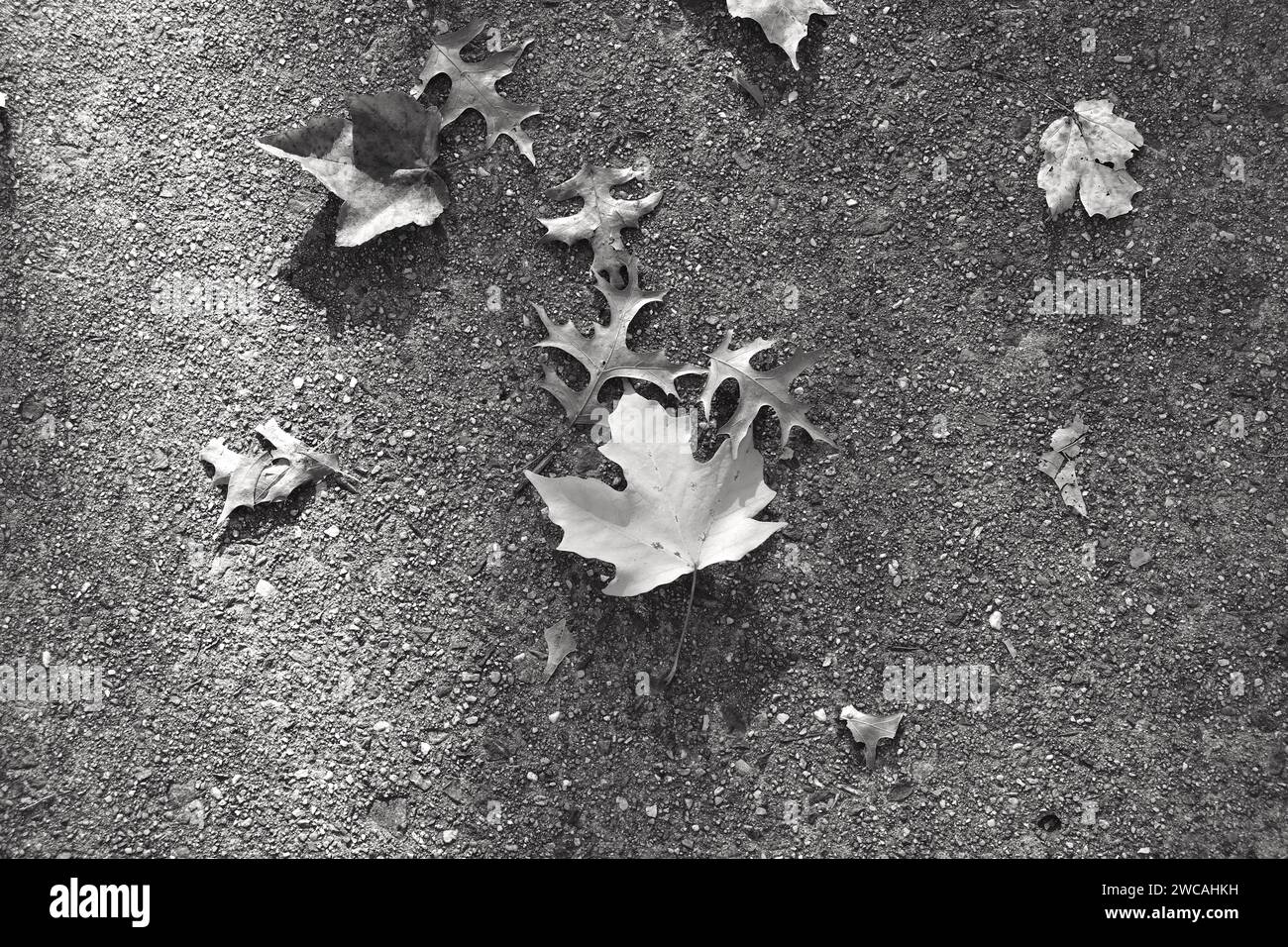 Fallen Leaves Abstract sul marciapiede Foto Stock
