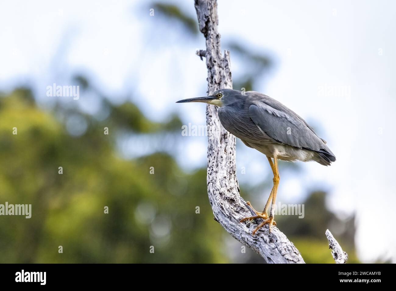 Un airone bianco, egretta novaehollandiae, arroccato su un albero. A Kennett River, sulla Great Ocean Road, Australia. Foto Stock