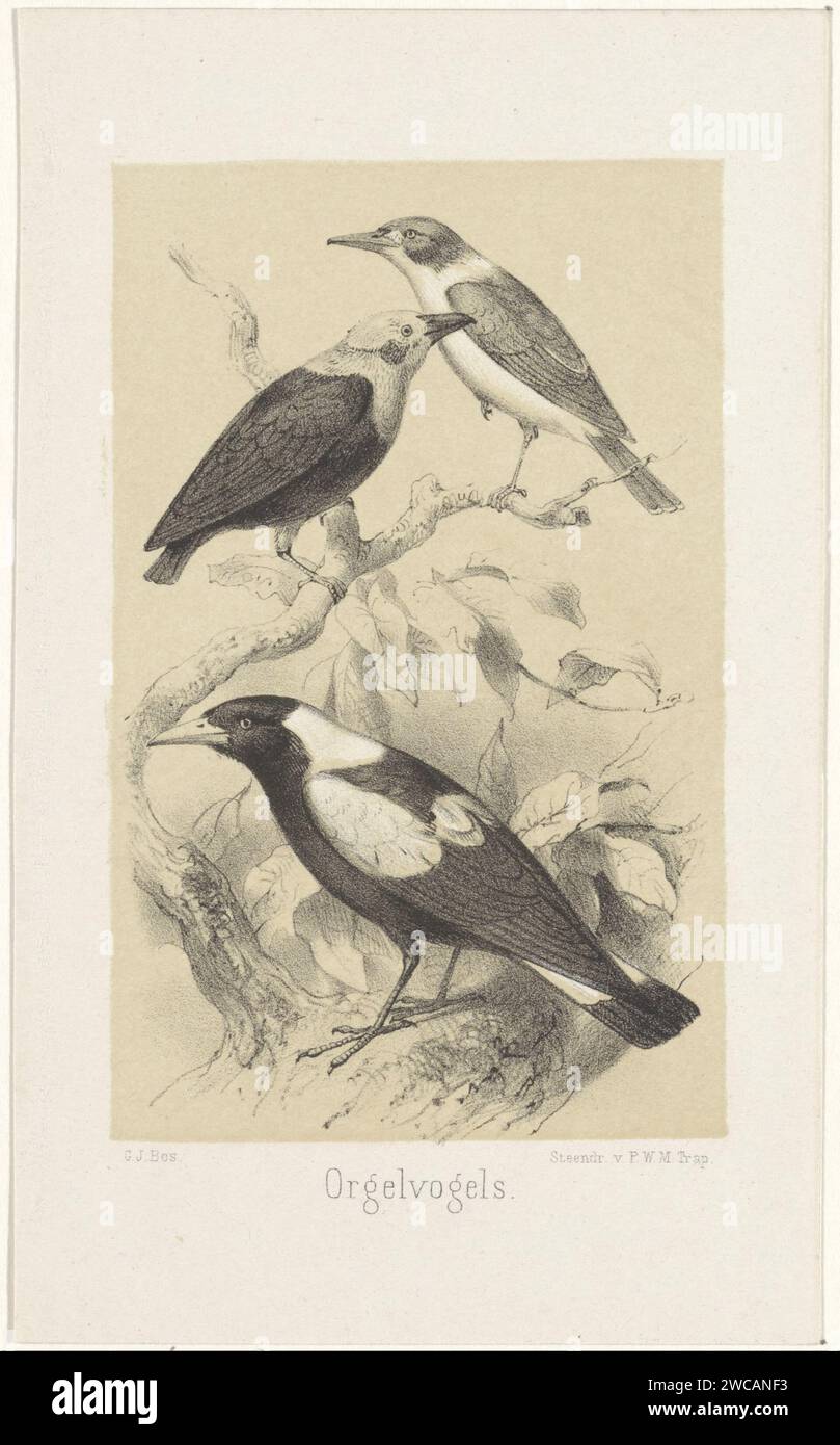 Tre uccelli su un ramo, Gerardus Johannes Bos, stampa 1835 - 1898 tre uccelli sono seduti su un ramo spesso e più sottile uno sopra l'altro. Le foglie crescono sui rami. L'uccello superiore ha sollevato una gamba. Tipografia: Netherlandsprinter: Leiden paper Song-Birds. alberi (+ ramo, avambraccio). alberi (+ foglie) Foto Stock