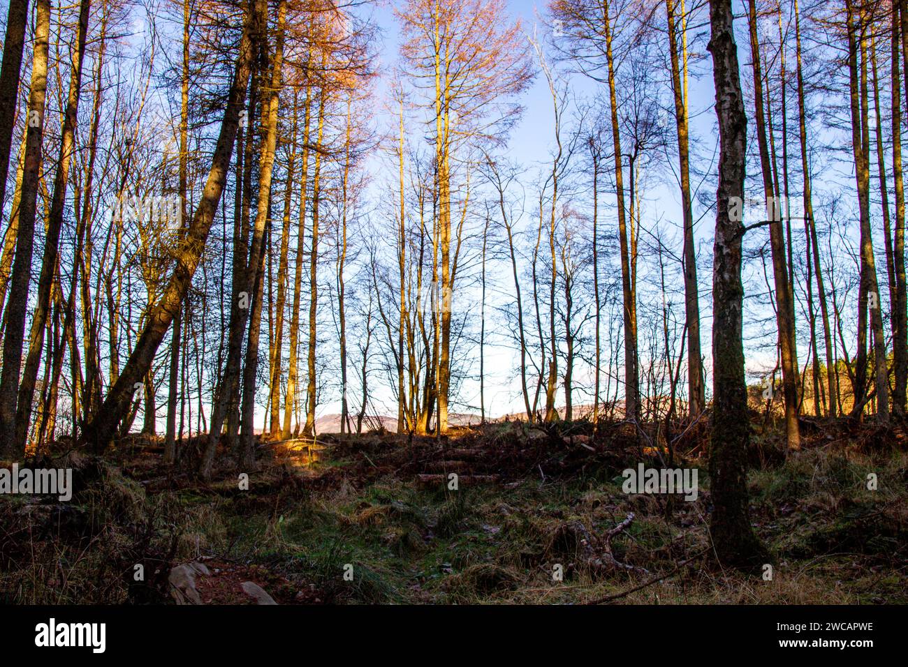 Dundee, Tayside, Scozia, Regno Unito. 15 gennaio 2024. Meteo Regno Unito: Tayside sta vivendo una mattinata di sole e gelo con temperature che si aggirano intorno a 1°C. Scene di Templeton Woods vicino al Dundee Ardler Village con gelo e fresco sole di gennaio. Templeton Woods è ben noto per i famigerati omicidi del 1979 e del 1980. All'epoca, la città era afflitta da un serial killer, e i due casi divennero noti come "omicidi di Templeton Woods". Crediti: Dundee Photographics/Alamy Live News Foto Stock