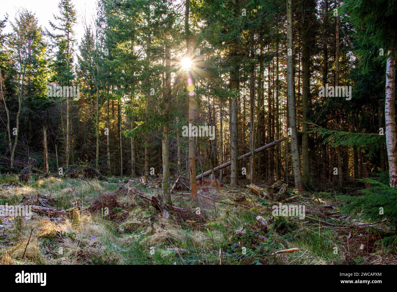 Dundee, Tayside, Scozia, Regno Unito. 15 gennaio 2024. Meteo Regno Unito: Tayside sta vivendo una mattinata di sole e gelo con temperature che si aggirano intorno a 1°C. Scene di Templeton Woods vicino al Dundee Ardler Village con gelo e fresco sole di gennaio. Templeton Woods è ben noto per i famigerati omicidi del 1979 e del 1980. All'epoca, la città era afflitta da un serial killer, e i due casi divennero noti come "omicidi di Templeton Woods". Crediti: Dundee Photographics/Alamy Live News Foto Stock