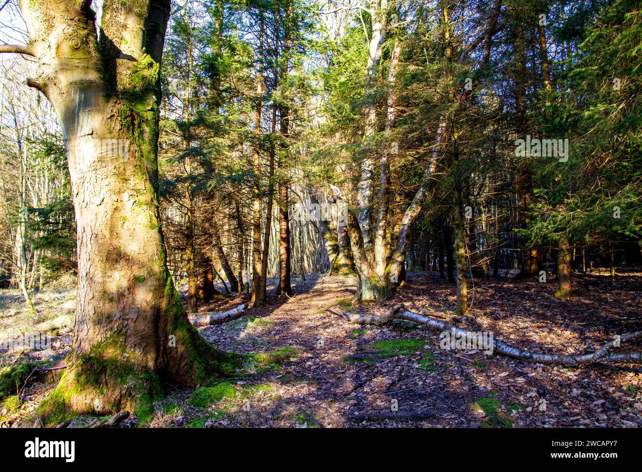 Dundee, Tayside, Scozia, Regno Unito. 15 gennaio 2024. Meteo Regno Unito: Tayside sta vivendo una mattinata di sole e gelo con temperature che si aggirano intorno a 1°C. Scene di Templeton Woods vicino al Dundee Ardler Village con gelo e fresco sole di gennaio. Templeton Woods è ben noto per i famigerati omicidi del 1979 e del 1980. All'epoca, la città era afflitta da un serial killer, e i due casi divennero noti come "omicidi di Templeton Woods". Crediti: Dundee Photographics/Alamy Live News Foto Stock