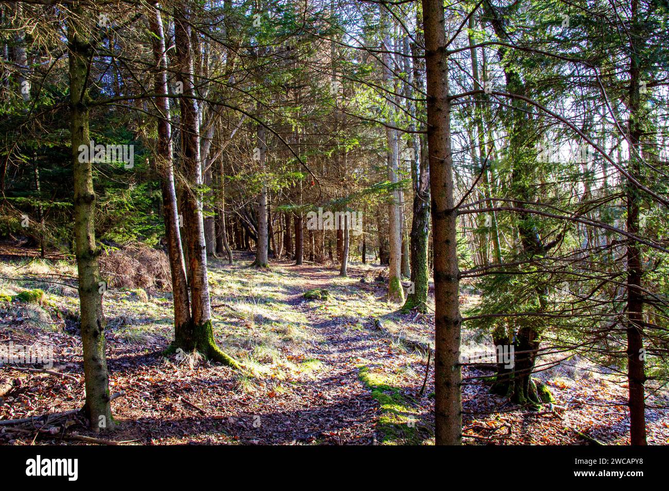 Dundee, Tayside, Scozia, Regno Unito. 15 gennaio 2024. Meteo Regno Unito: Tayside sta vivendo una mattinata di sole e gelo con temperature che si aggirano intorno a 1°C. Scene di Templeton Woods vicino al Dundee Ardler Village con gelo e fresco sole di gennaio. Templeton Woods è ben noto per i famigerati omicidi del 1979 e del 1980. All'epoca, la città era afflitta da un serial killer, e i due casi divennero noti come "omicidi di Templeton Woods". Crediti: Dundee Photographics/Alamy Live News Foto Stock