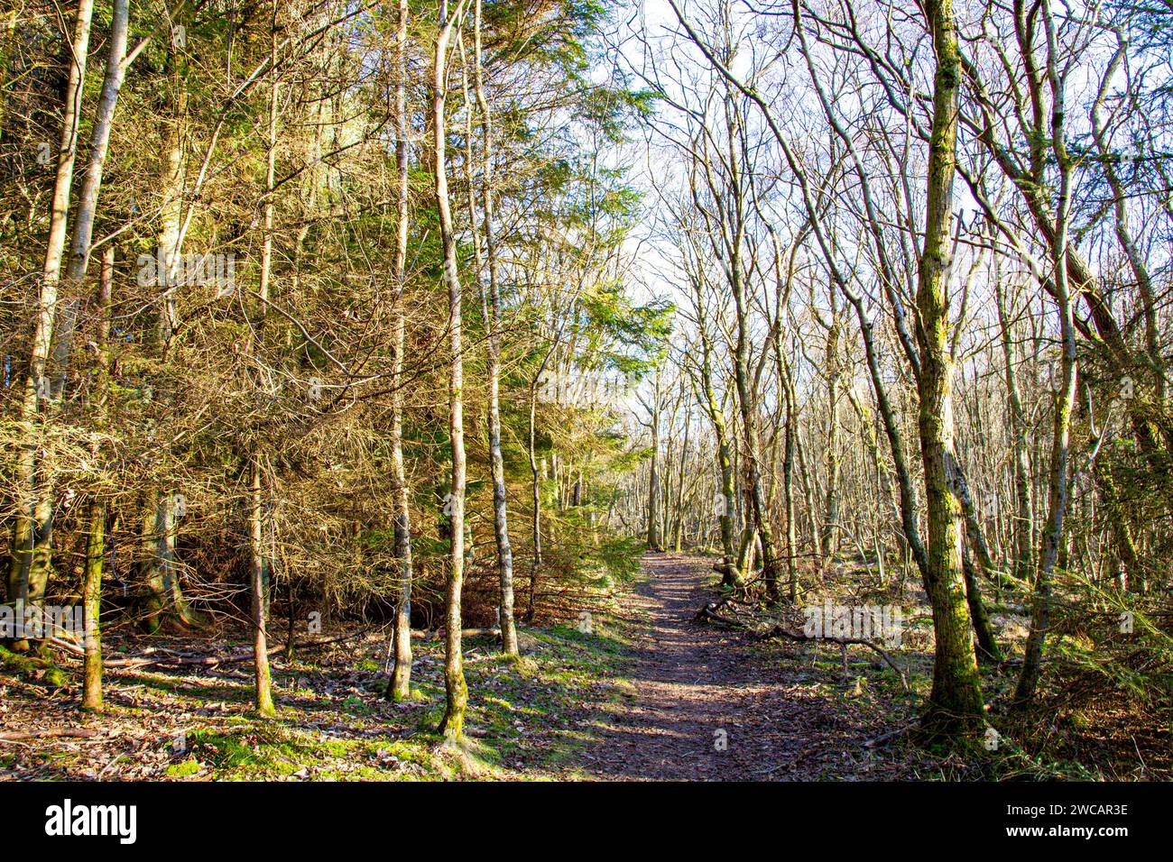 Dundee, Tayside, Scozia, Regno Unito. 15 gennaio 2024. Meteo Regno Unito: Tayside sta vivendo una mattinata di sole e gelo con temperature che si aggirano intorno a 1°C. Scene di Templeton Woods vicino al Dundee Ardler Village con gelo e fresco sole di gennaio. Templeton Woods è ben noto per i famigerati omicidi del 1979 e del 1980. All'epoca, la città era afflitta da un serial killer, e i due casi divennero noti come "omicidi di Templeton Woods". Crediti: Dundee Photographics/Alamy Live News Foto Stock