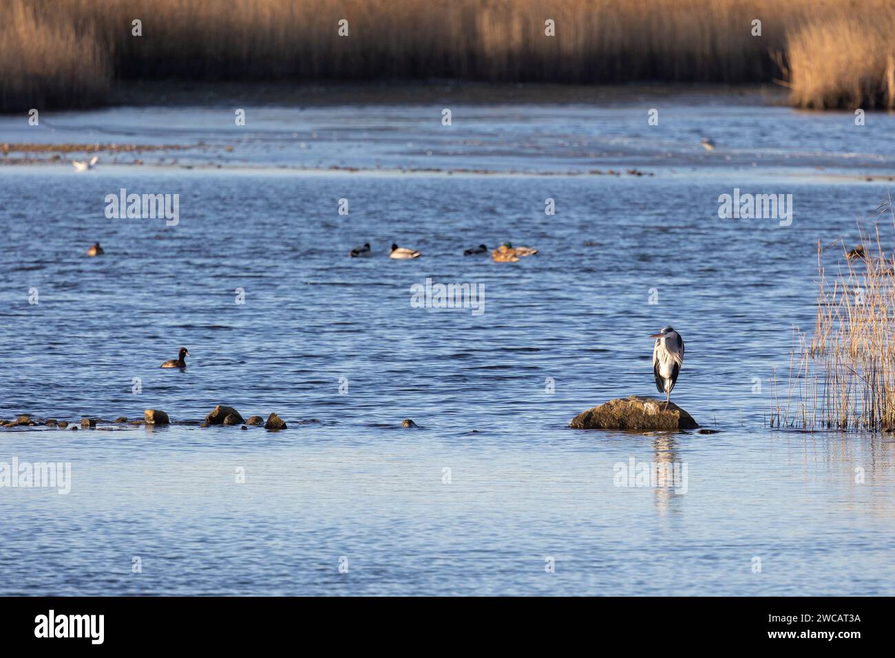 Un Heron Grigio (Ardea cinerea) sorge su una roccia, al primo mattino, circondato da acqua e letti di paglia. Yorkshire, Regno Unito in inverno Foto Stock