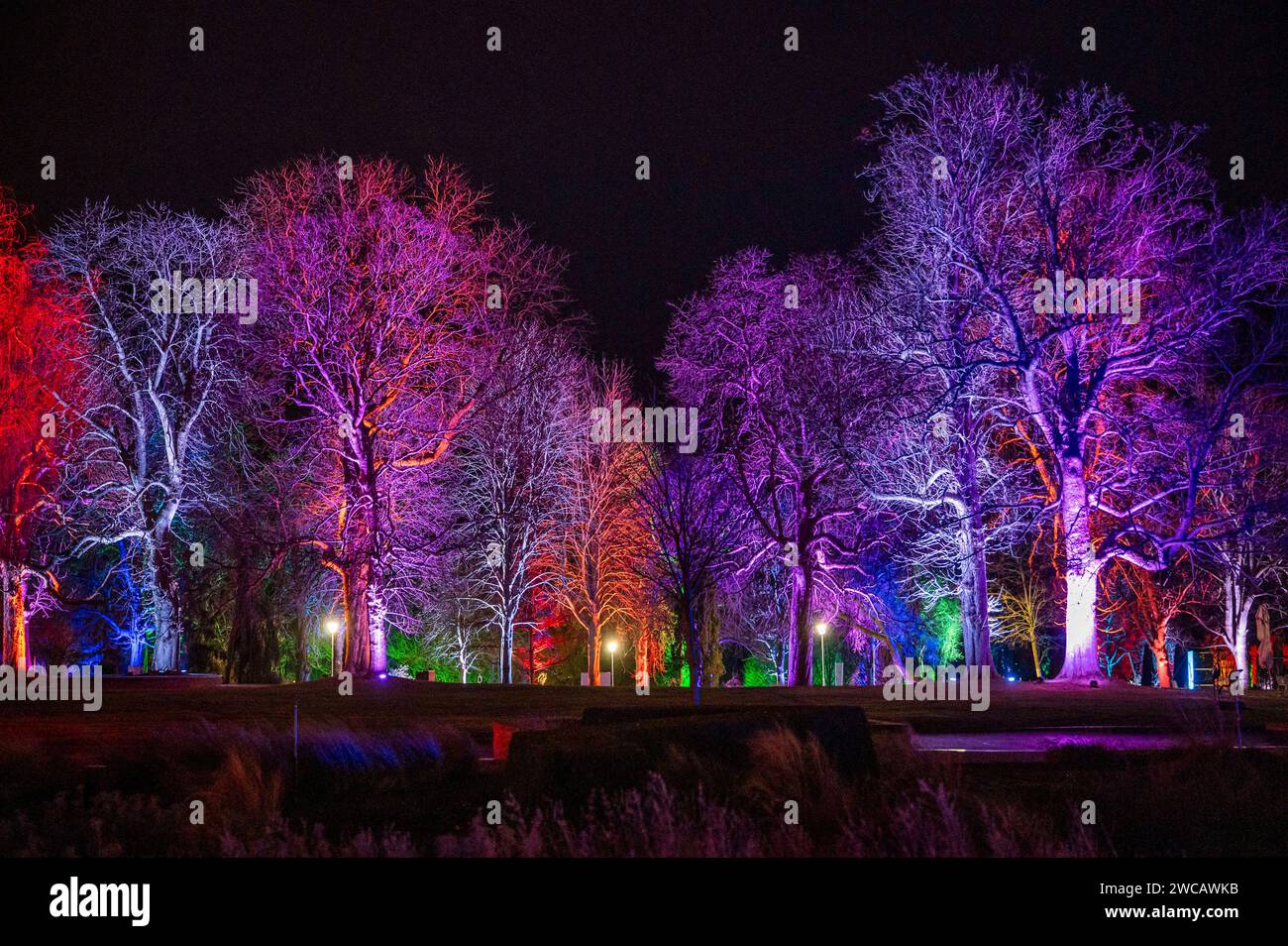 14.01.2024 Erfurt: Illuminierte Pflanzen und Bäume sowie vielfältige Lichtinstallationen sorgen im ega Park Erfurt während des Winterleuchtens für eine bezaubernde Atmosphäre. *** 14 01 2024 Erfurt ha illuminato piante e alberi e una varietà di installazioni luminose che creano un'atmosfera incantevole nel Parco ega Erfurt durante le luci invernali Foto Stock