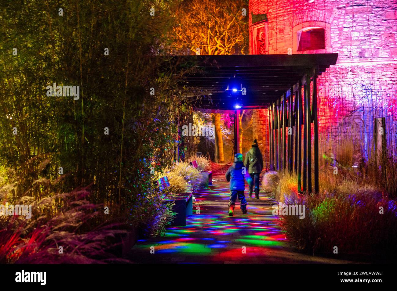 14.01.2024 Erfurt: Illuminierte Pflanzen und Bäume sowie vielfältige Lichtinstallationen sorgen im ega Park Erfurt während des Winterleuchtens für eine bezaubernde Atmosphäre. *** 14 01 2024 Erfurt ha illuminato piante e alberi e una varietà di installazioni luminose che creano un'atmosfera incantevole nel Parco ega Erfurt durante le luci invernali Foto Stock