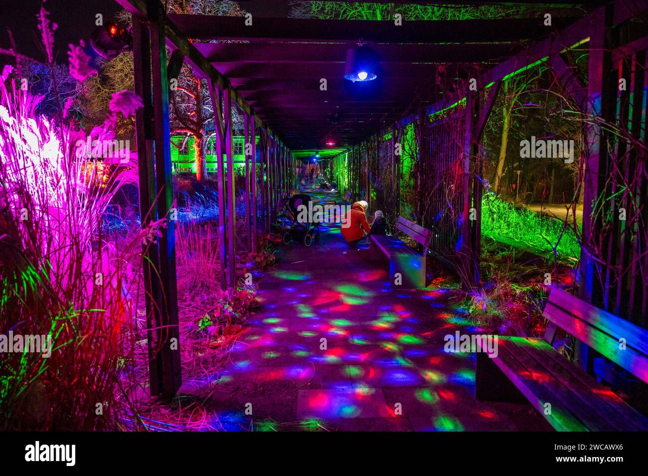 14.01.2024 Erfurt: Illuminierte Pflanzen und Bäume sowie vielfältige Lichtinstallationen sorgen im ega Park Erfurt während des Winterleuchtens für eine bezaubernde Atmosphäre. *** 14 01 2024 Erfurt ha illuminato piante e alberi e una varietà di installazioni luminose che creano un'atmosfera incantevole nel Parco ega Erfurt durante le luci invernali Foto Stock