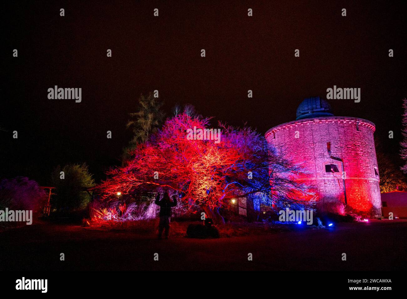 14.01.2024 Erfurt: Illuminierte Pflanzen und Bäume sowie vielfältige Lichtinstallationen sorgen im ega Park Erfurt während des Winterleuchtens für eine bezaubernde Atmosphäre. *** 14 01 2024 Erfurt ha illuminato piante e alberi e una varietà di installazioni luminose che creano un'atmosfera incantevole nel Parco ega Erfurt durante le luci invernali Foto Stock