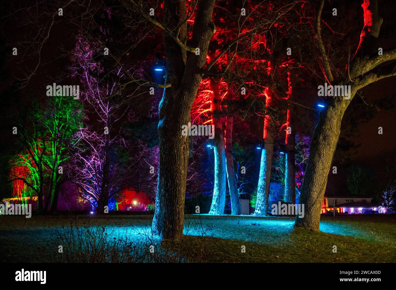 14.01.2024 Erfurt: Illuminierte Pflanzen und Bäume sowie vielfältige Lichtinstallationen sorgen im ega Park Erfurt während des Winterleuchtens für eine bezaubernde Atmosphäre. *** 14 01 2024 Erfurt ha illuminato piante e alberi e una varietà di installazioni luminose che creano un'atmosfera incantevole nel Parco ega Erfurt durante le luci invernali Foto Stock