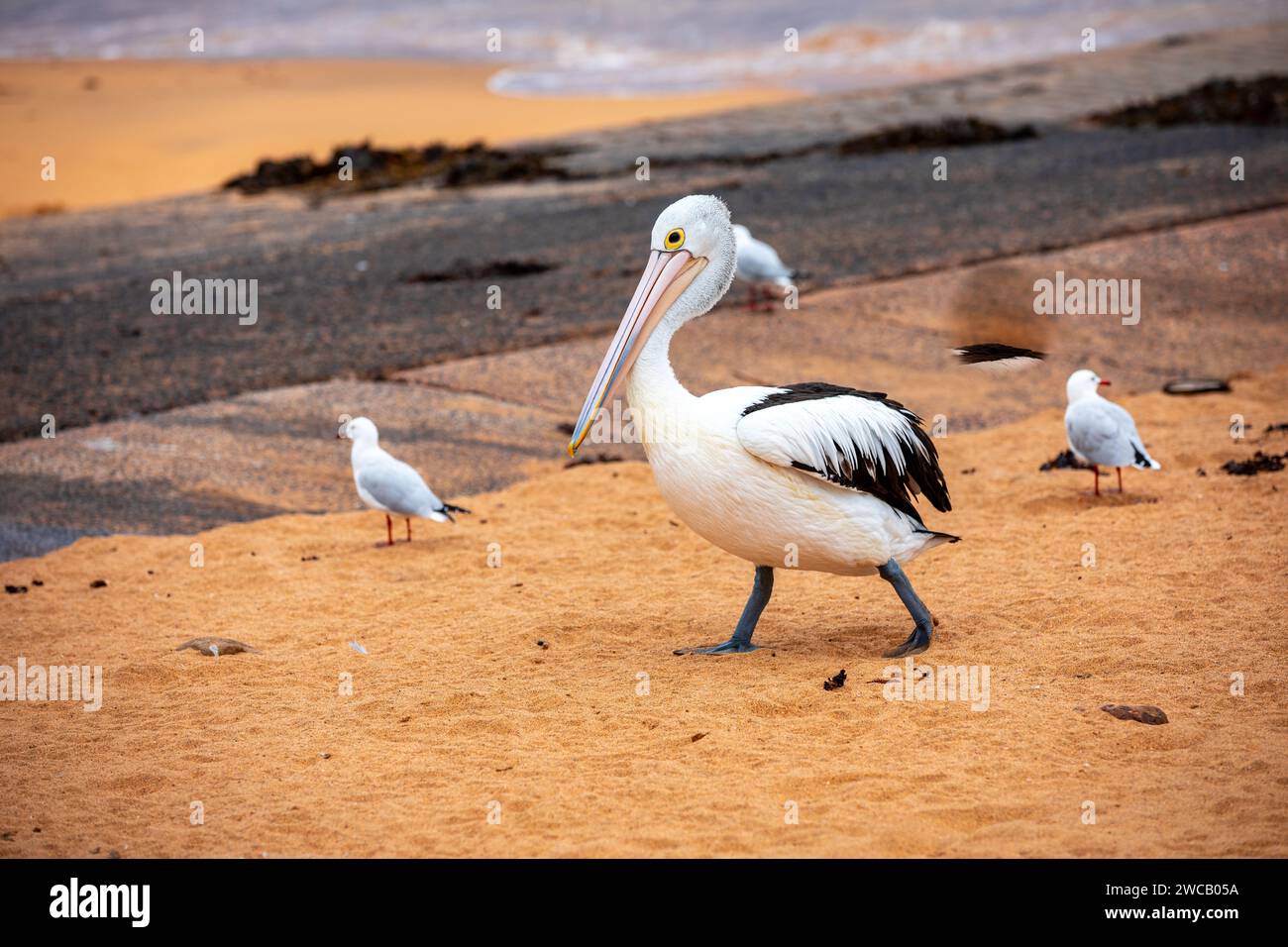 Pelican at Fisherman's Beach, Long Reef, Northern Beaches area di Sydney, Australia. Il più grande uccello volante dell'Australia. Foto Stock