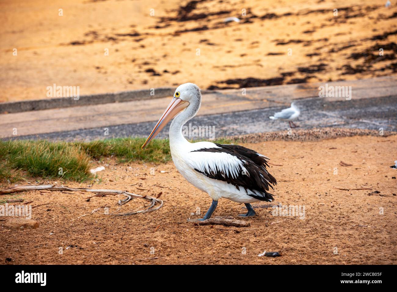 Pelican at Fisherman's Beach, Long Reef, Northern Beaches area di Sydney, Australia. Il più grande uccello volante dell'Australia. Foto Stock