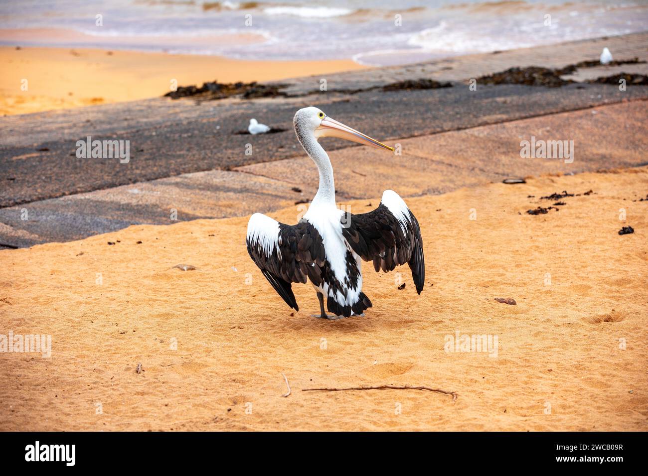 Pelican at Fisherman's Beach, Long Reef, Northern Beaches area di Sydney, Australia. Il più grande uccello volante dell'Australia. Foto Stock