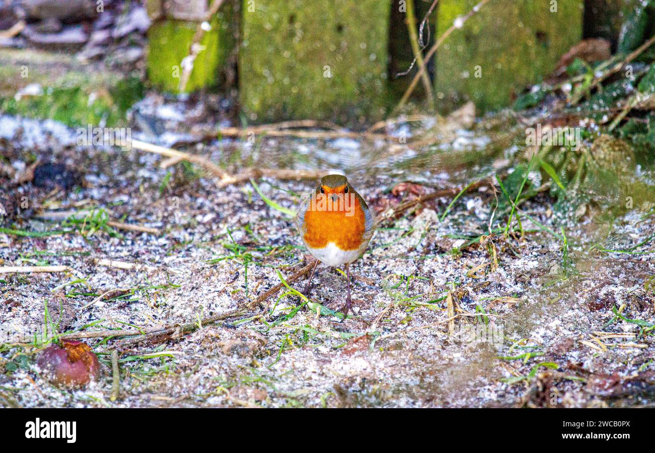 Dundee, Tayside, Scozia, Regno Unito. 15 gennaio 2024. Meteo Regno Unito: Dundee sta vivendo il gelo e il clima luminoso di gennaio, con temperature intorno a 1°C. In una frigida mattinata d'inverno un Robin Redbreast cerca cibo. Crediti: Dundee Photographics/Alamy Live News Foto Stock