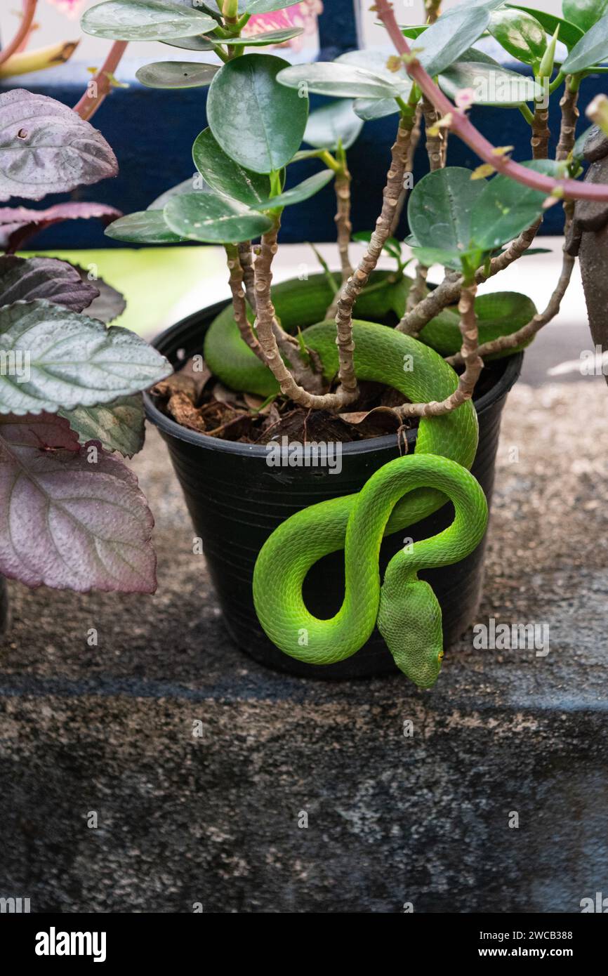 Small Green Snake su Plant Pot Foto Stock