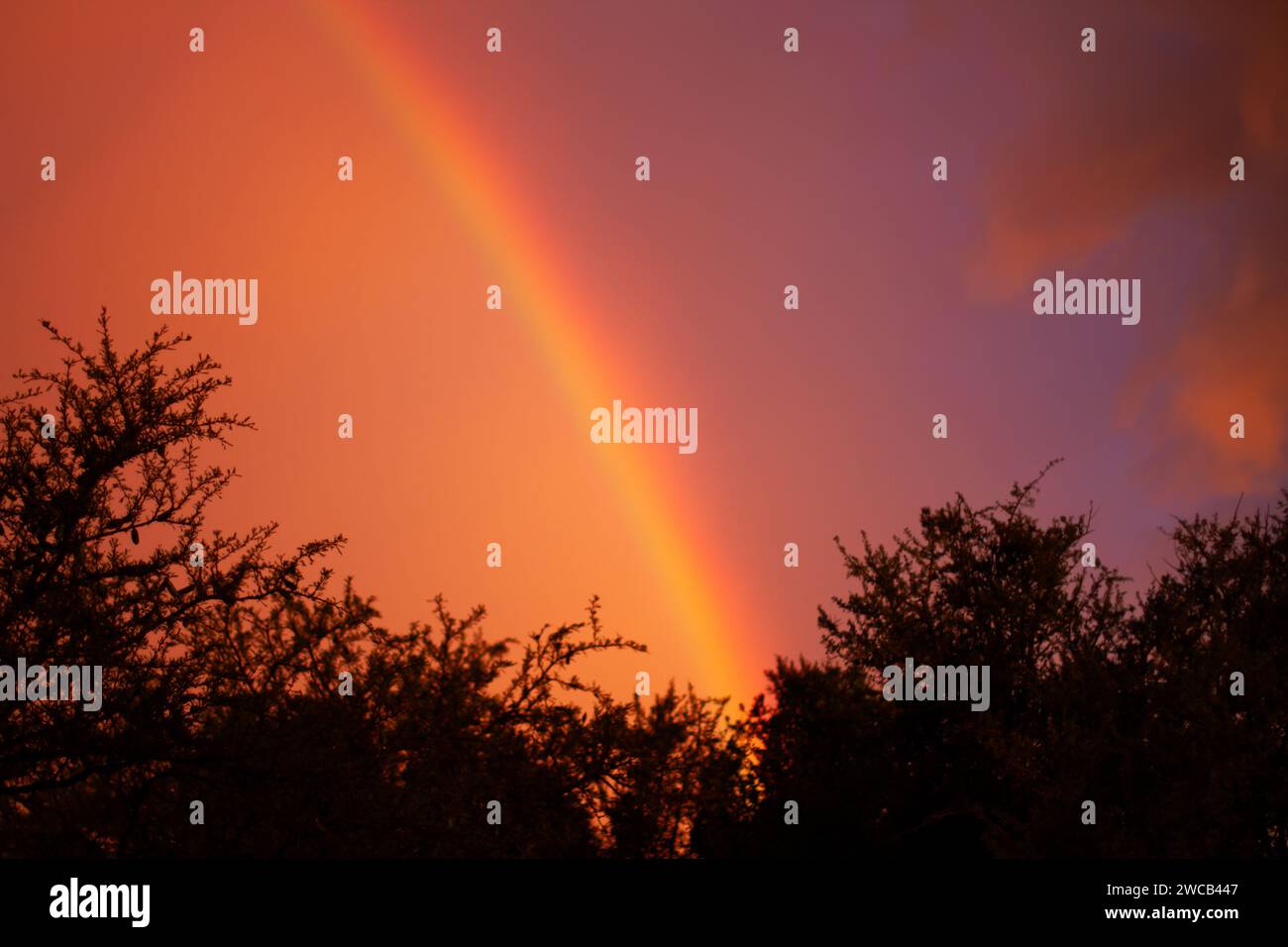 Un arcobaleno colorato nel cielo tra alberi con spazio per la copia Foto Stock