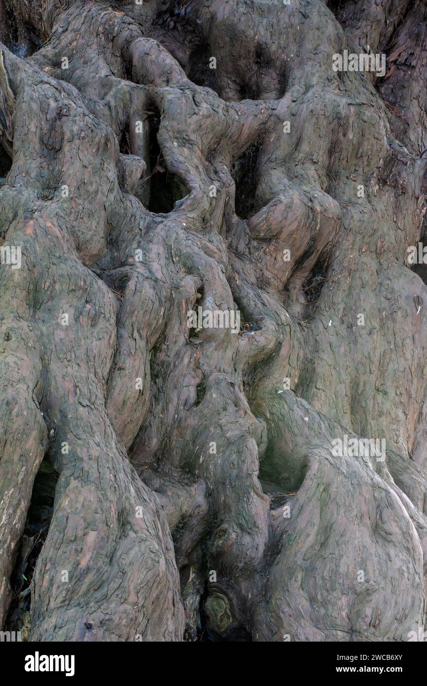 Antico albero di tasso presso la chiesa di St Thomas a Bedhampton Foto Stock