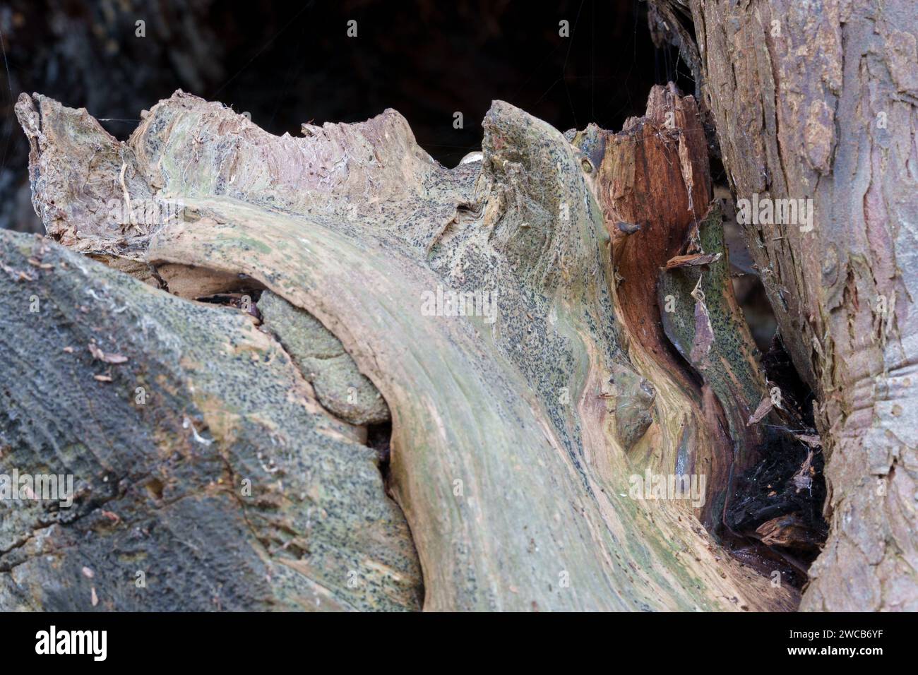 Antico albero di tasso presso la chiesa di St Thomas a Bedhampton Foto Stock