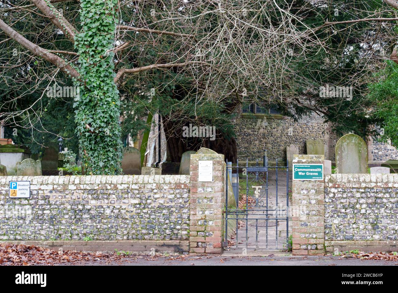 Antico albero di tasso presso la chiesa di St Thomas a Bedhampton Foto Stock