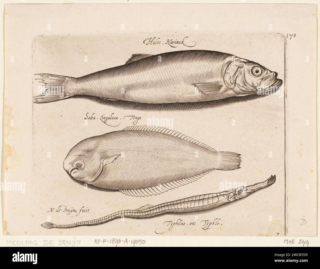 Aringhe, Tong e Zeenaald, Nicolaes de Bruyn, 1581 - 1656 stampa aringa, lingua e ago marino, iscrizioni identificano il pesce in latino e olandese. Incisione di carta olandese pesci ossei: Aringhe. pesci Foto Stock