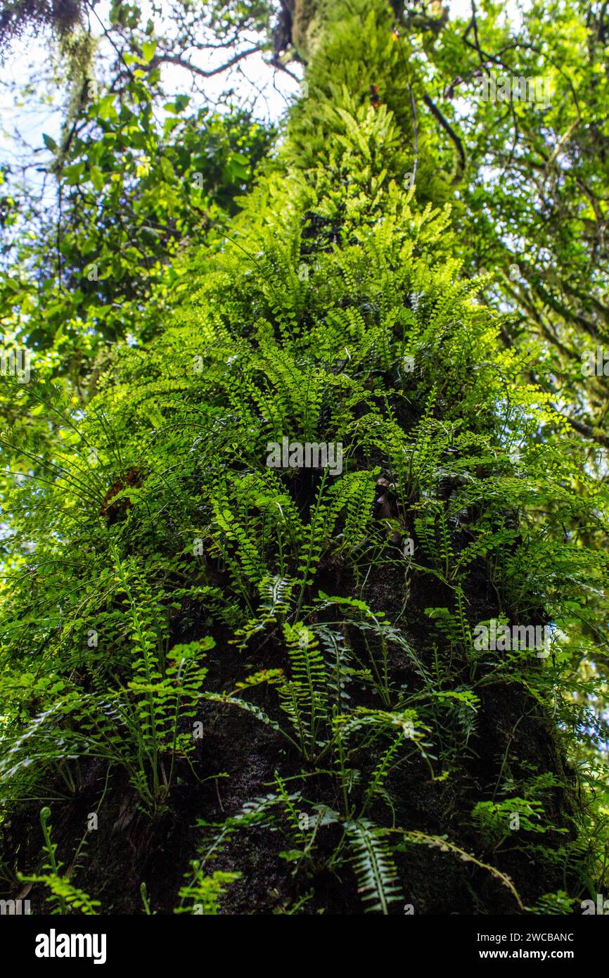 Un alto albero, con il suo tronco ricoperto dalla lussureggiante crescita di felci della Resurrezione, polipodiodi di polipodio, nella foresta pluviale di Magoebaskloof Foto Stock